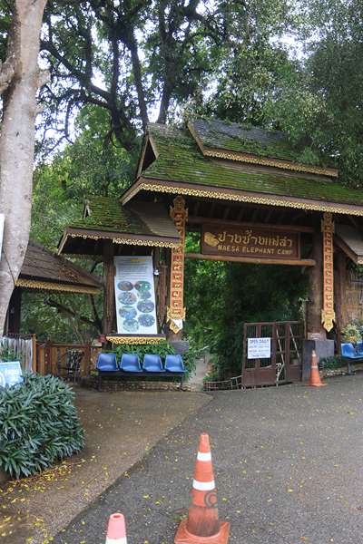 thailand  maesa elephant camp