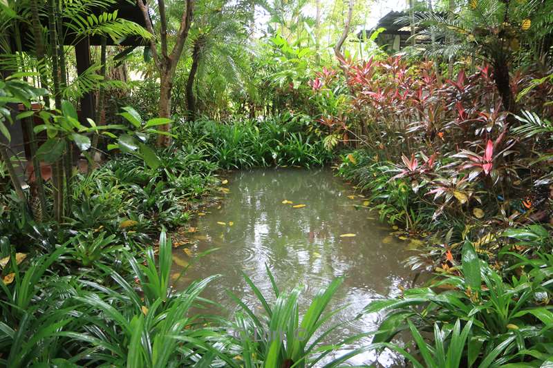 thailand orchideeen vlinder tuin