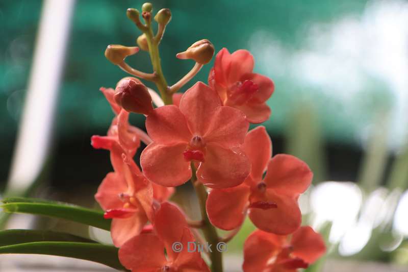 thailand orchideeen vlinder tuin