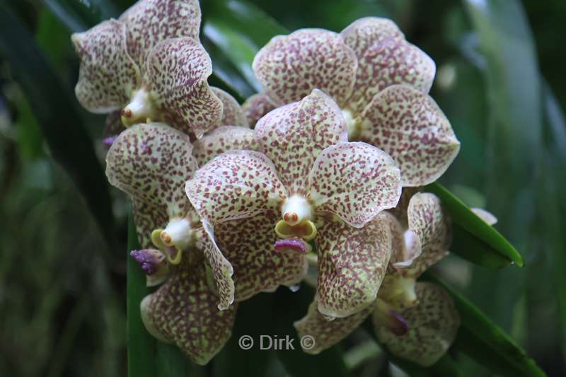 thailand orchideeen vlinder tuin