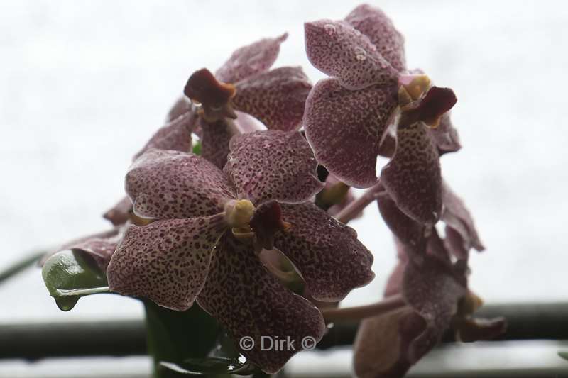 thailand orchideeen vlinder tuin