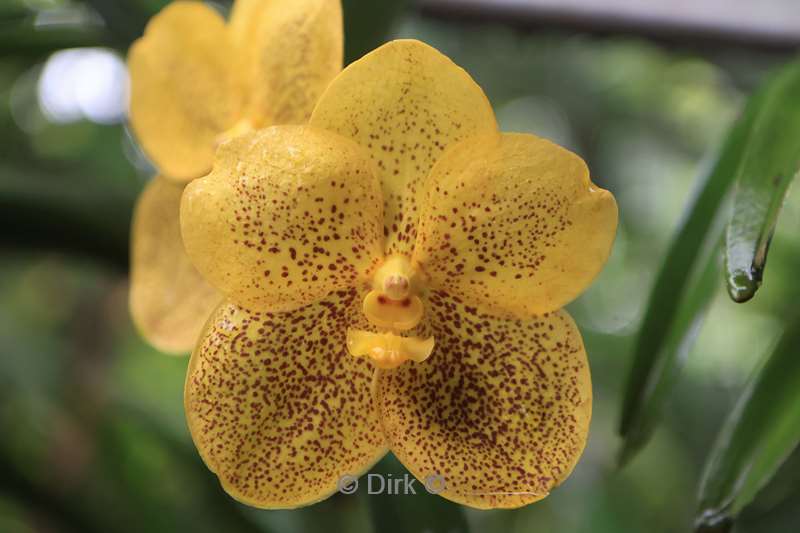 thailand orchideeen vlinder tuin