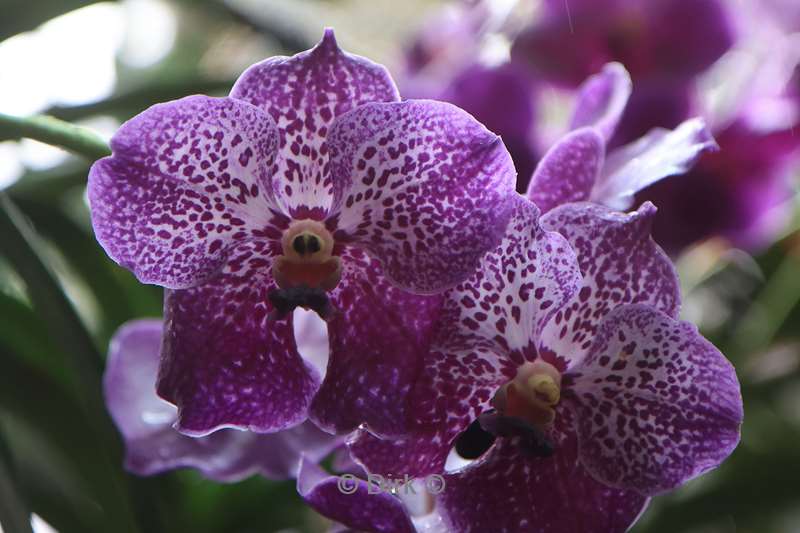 thailand orchideeen vlinder tuin