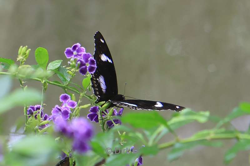 thailand orchideeen vlinder tuin