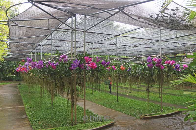 thailand orchideeen vlinder tuin