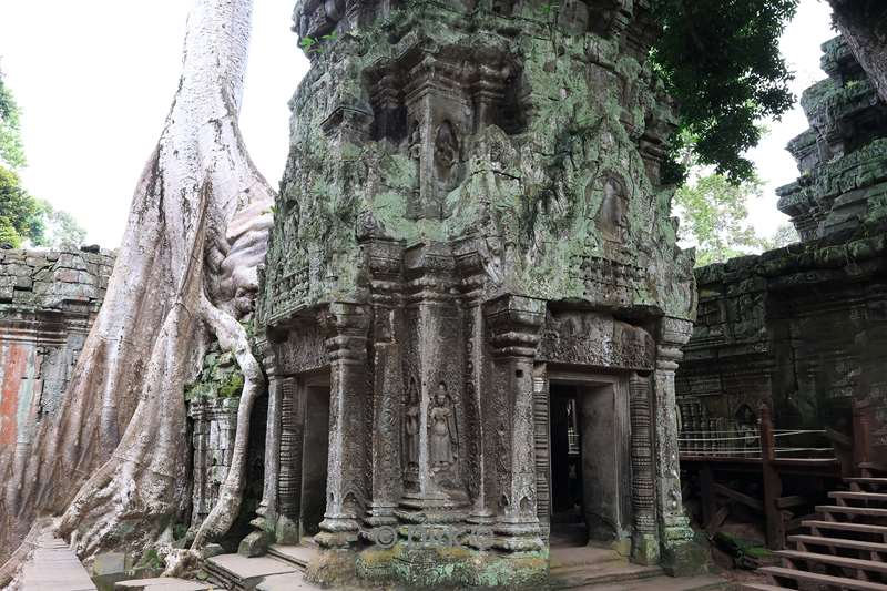 cambodia siem reap Ta Prohm tempel
