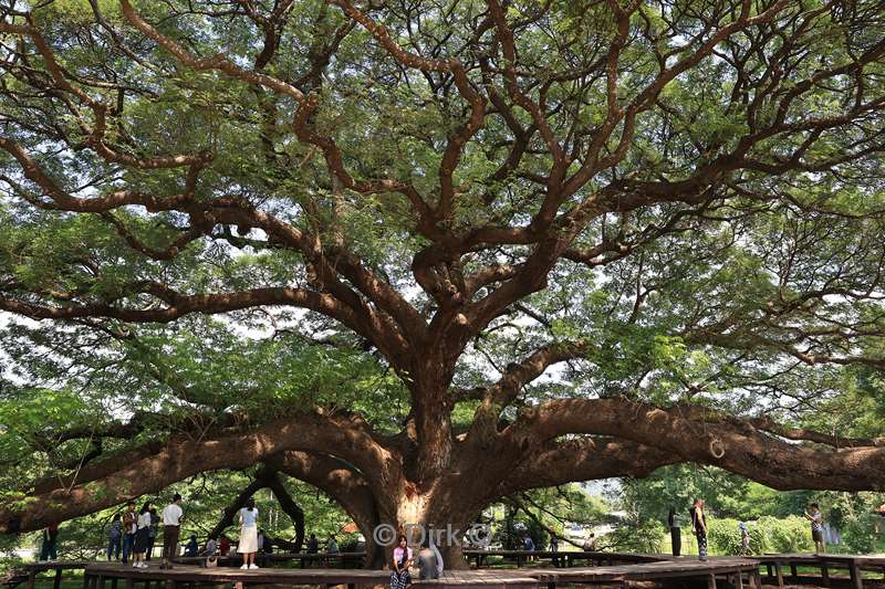 thailand giant monkey pod tree