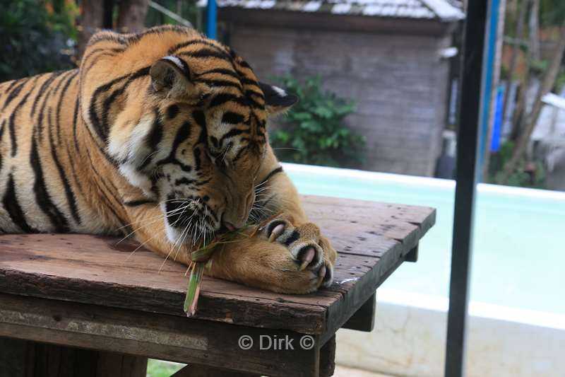 thailand tiger kingdom