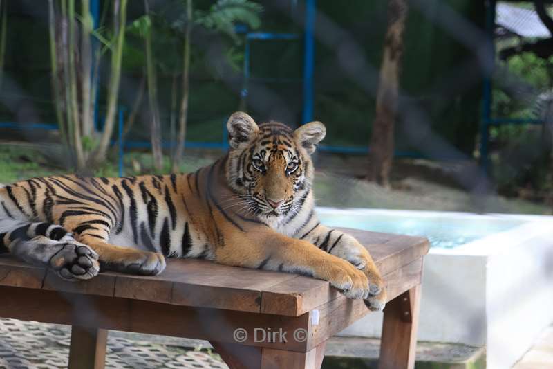 thailand tiger kingdom