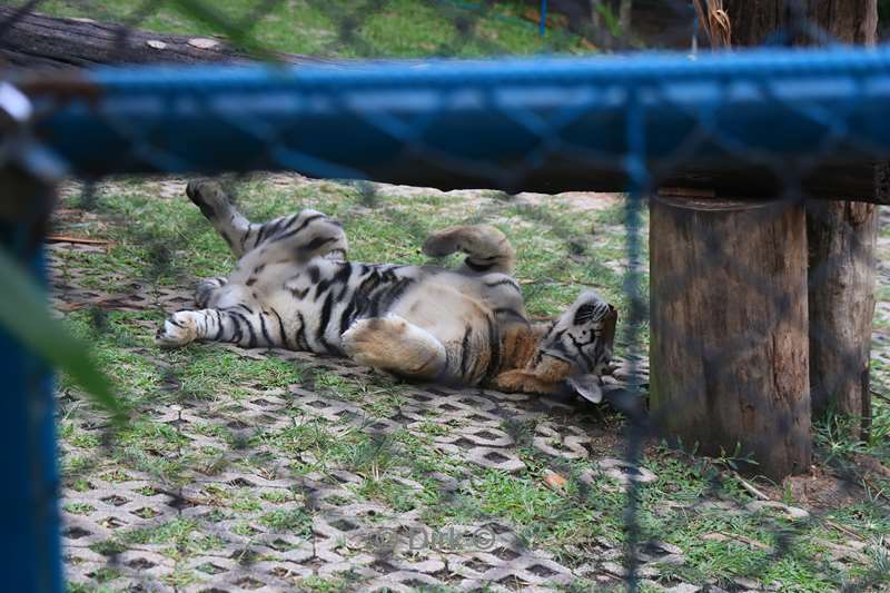 thailand tiger kingdom