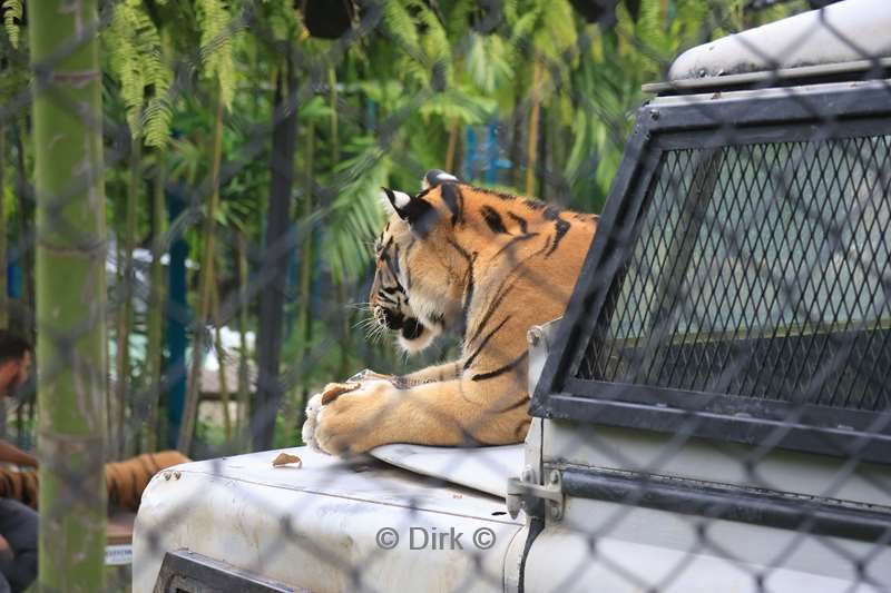 thailand tiger kingdom