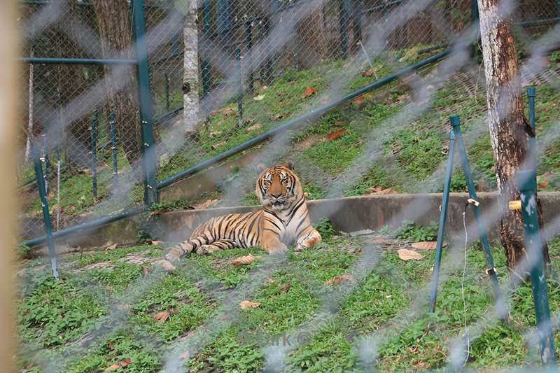thailand tiger kingdom