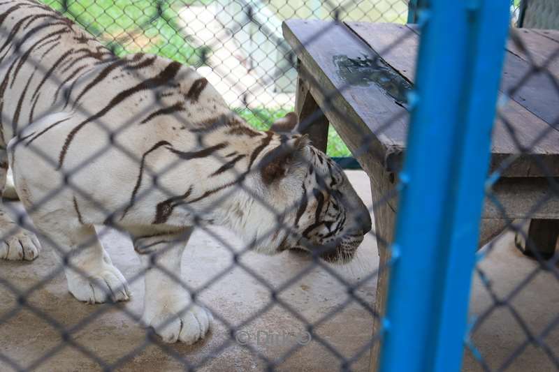 thailand tiger kingdom