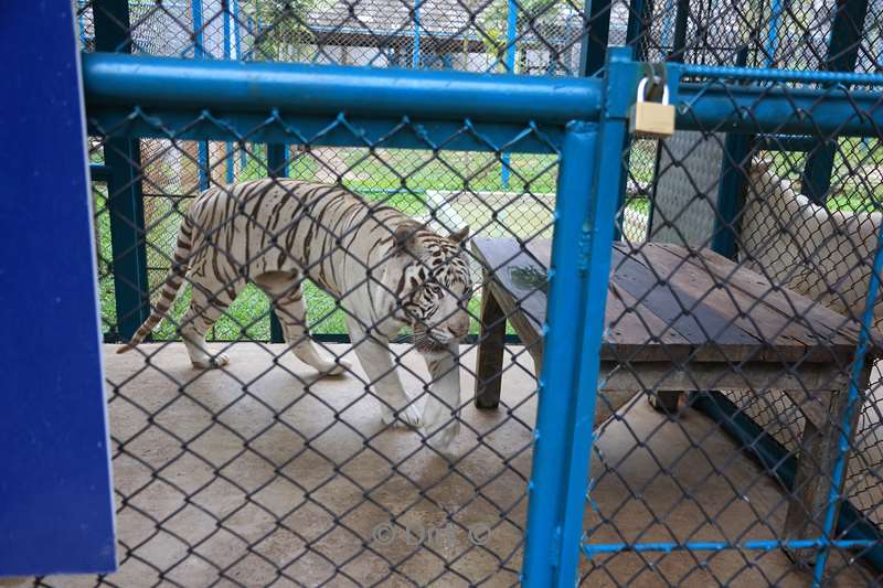 thailand tiger kingdom