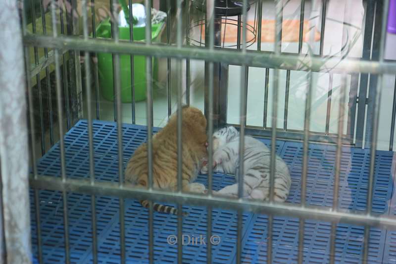 thailand tiger kingdom