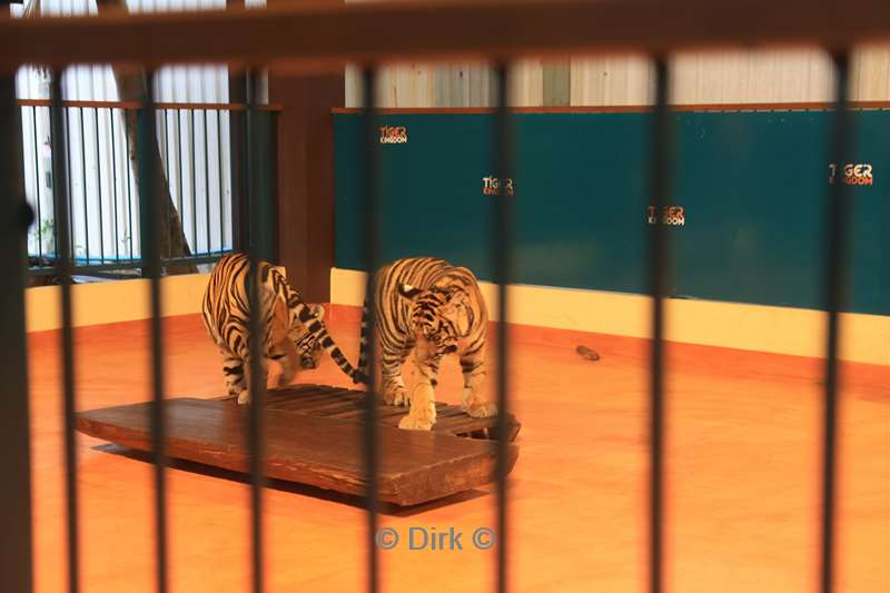 thailand tiger kingdom