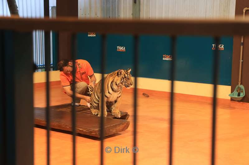 thailand tiger kingdom