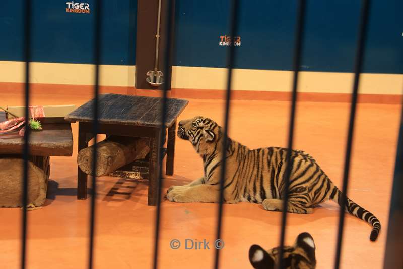 thailand tiger kingdom