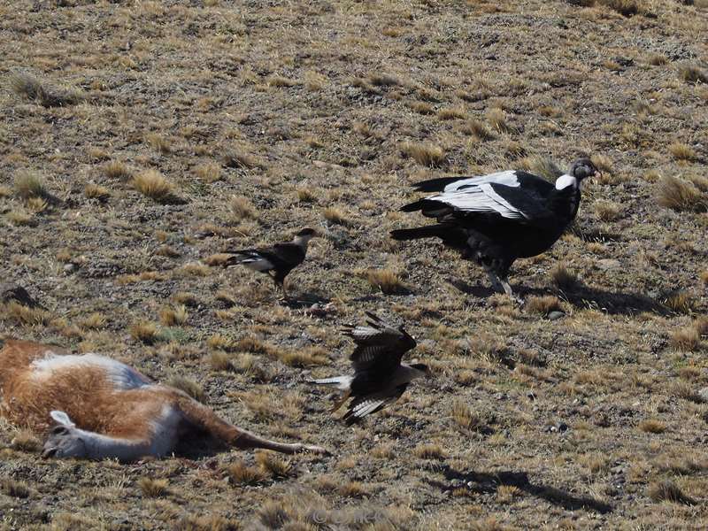 argentinie condor met dode guanaco