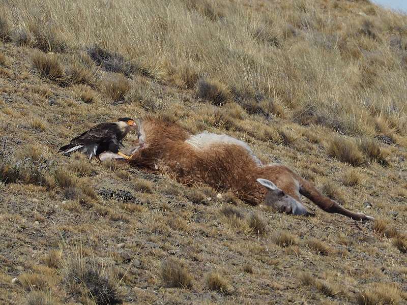 argentinie roofvogel met dode guanaco