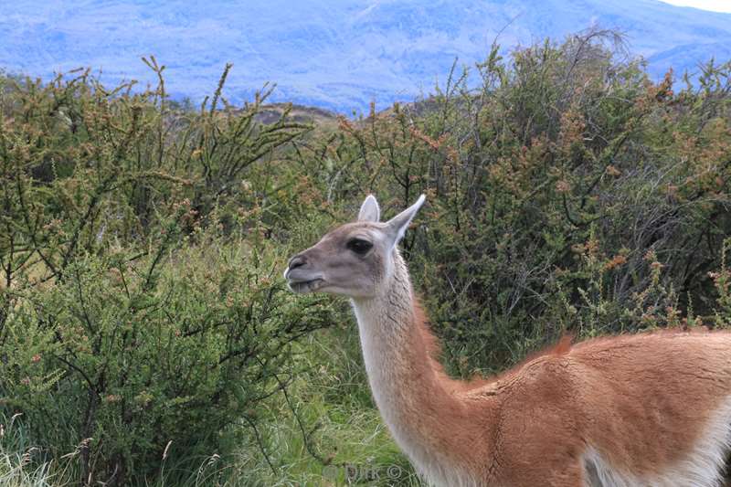 chili guanacos