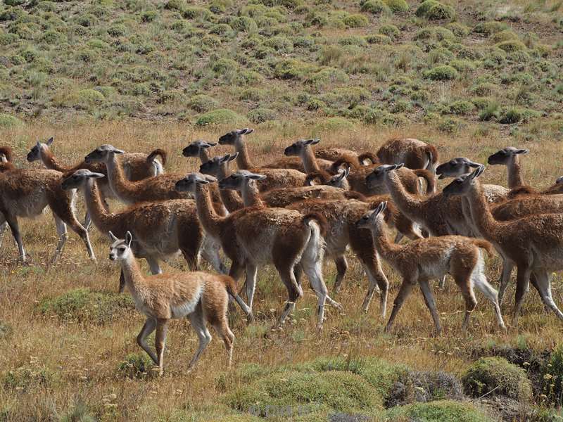 chili guanacos