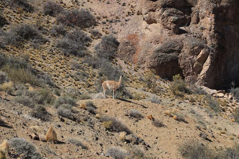 argentinie guanacos