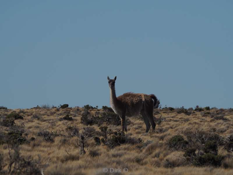 argentinie guanacos