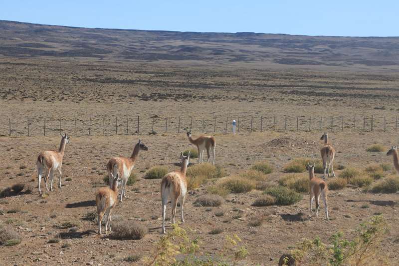 argentinie guanacos