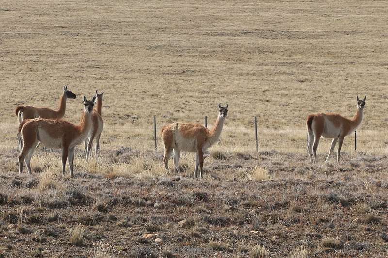 chili guanacos