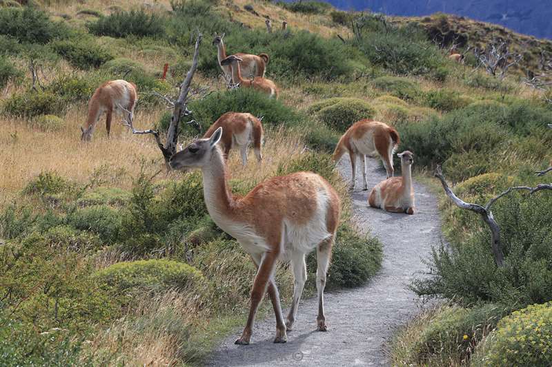 chili guanacos