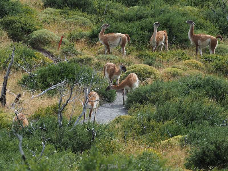 chili guanacos