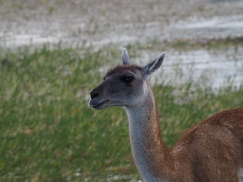 chili guanacos