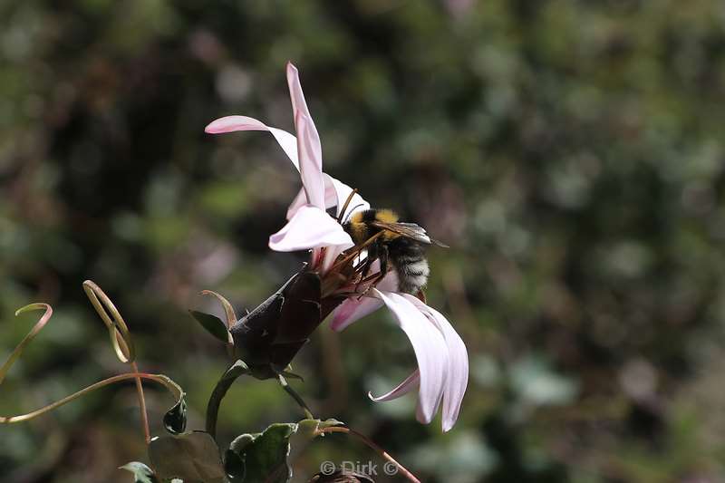 chili hommel