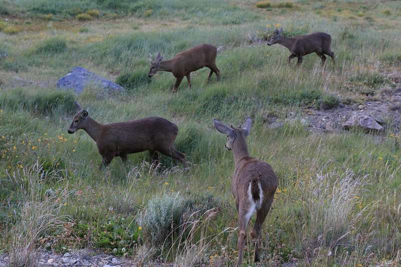 chili huemul hertjes