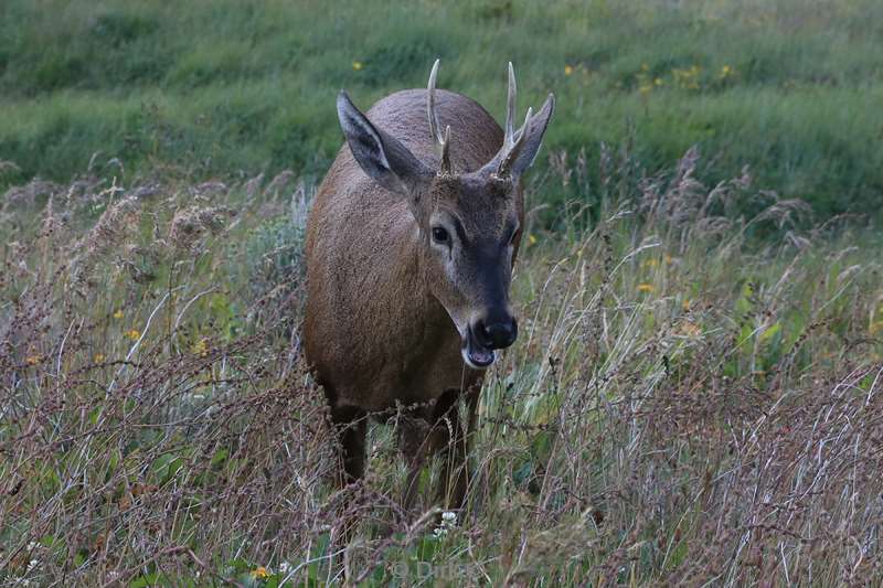 chili huemul hertjes