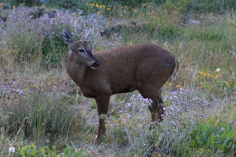 chili huemul hertjes