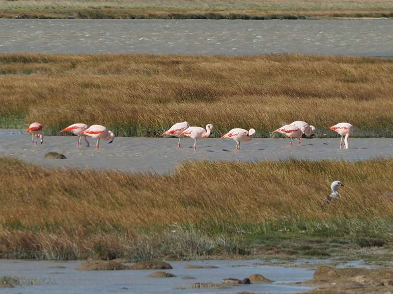 chili roze flamingos