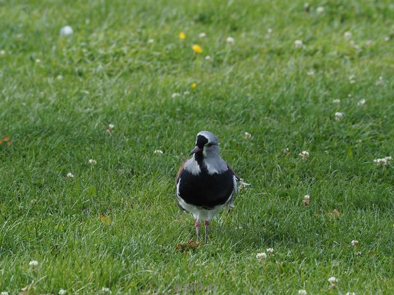 chili vogel