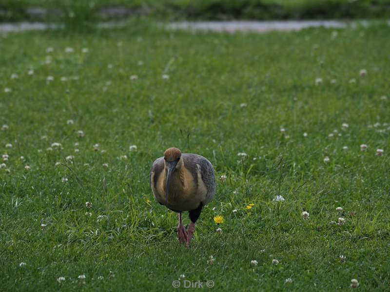 chili vogel