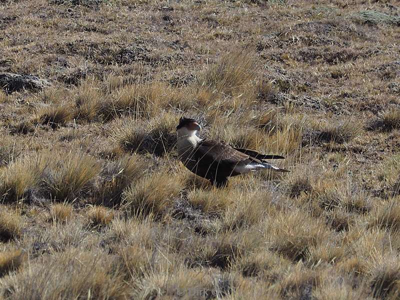 argentinie vogel