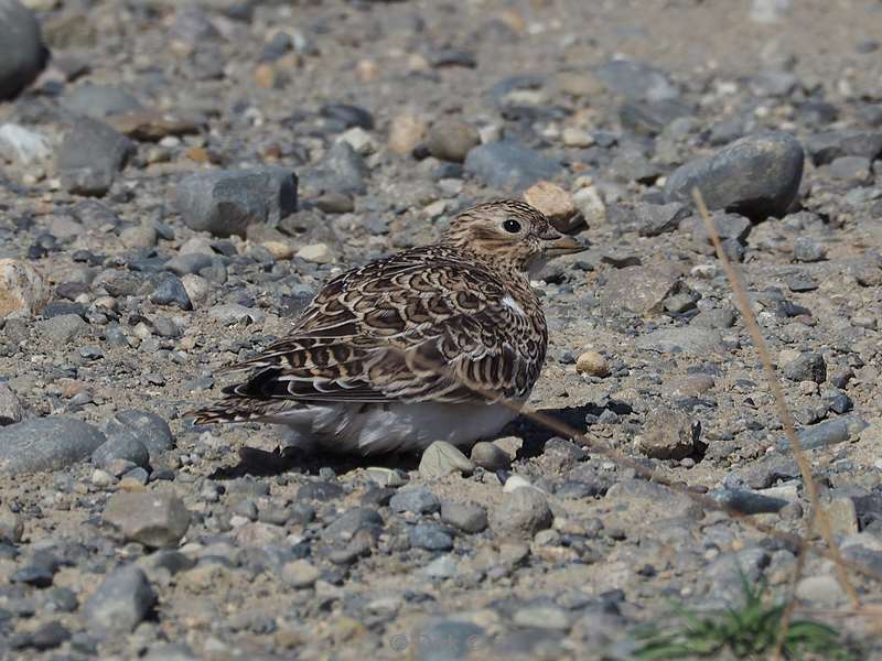 argentinie vogel