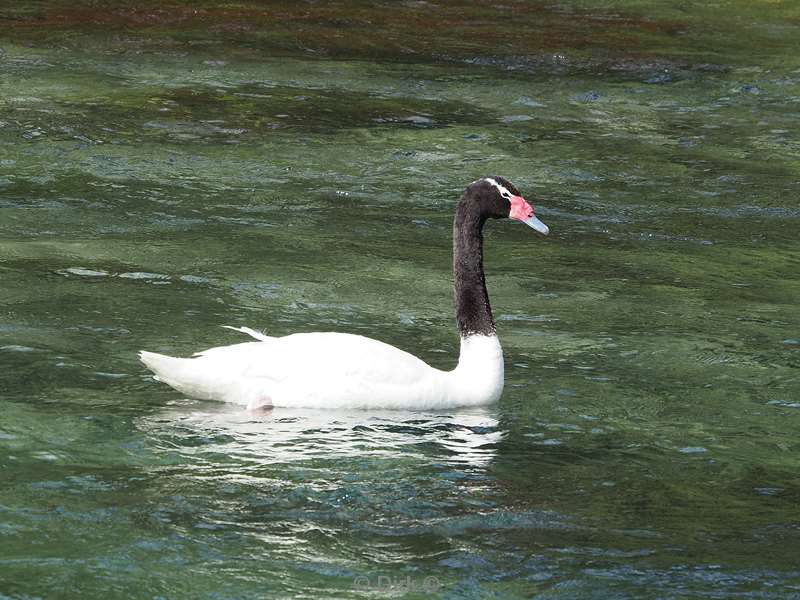 argentinie zwartkop zwaan