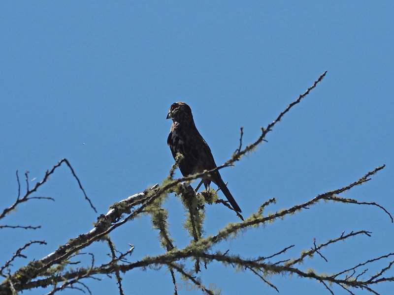 chili vogel