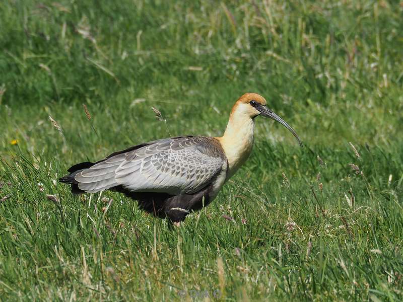 chili vogel