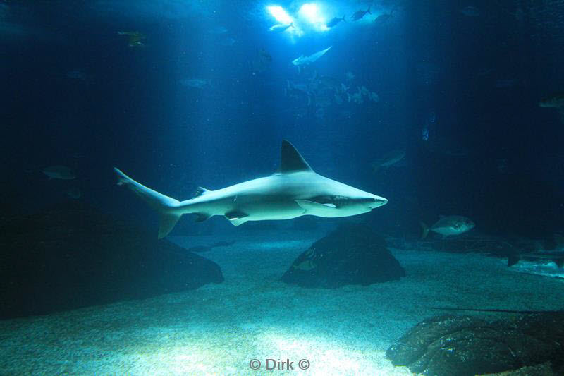 citytrip lissabon portugal aquarium oceanario