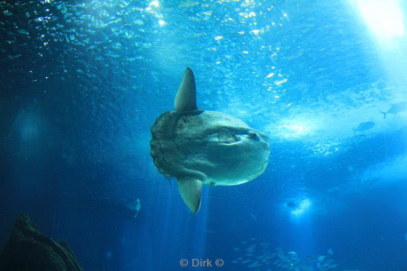 lisbon portugal aquarium oceanario