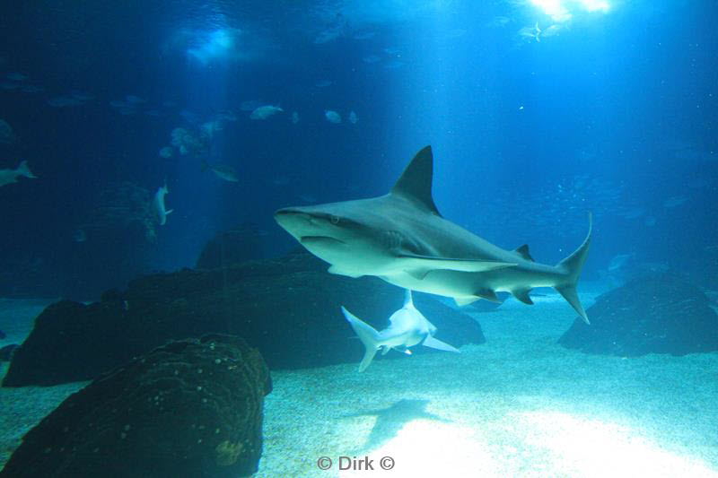 citytrip lissabon portugal aquarium oceanario