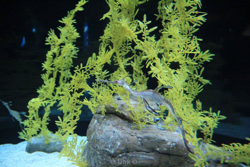 citytrip lissabon portugal aquarium oceanario