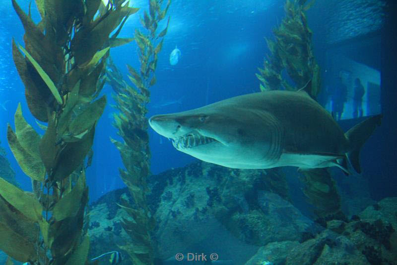 citytrip lissabon portugal aquarium oceanario